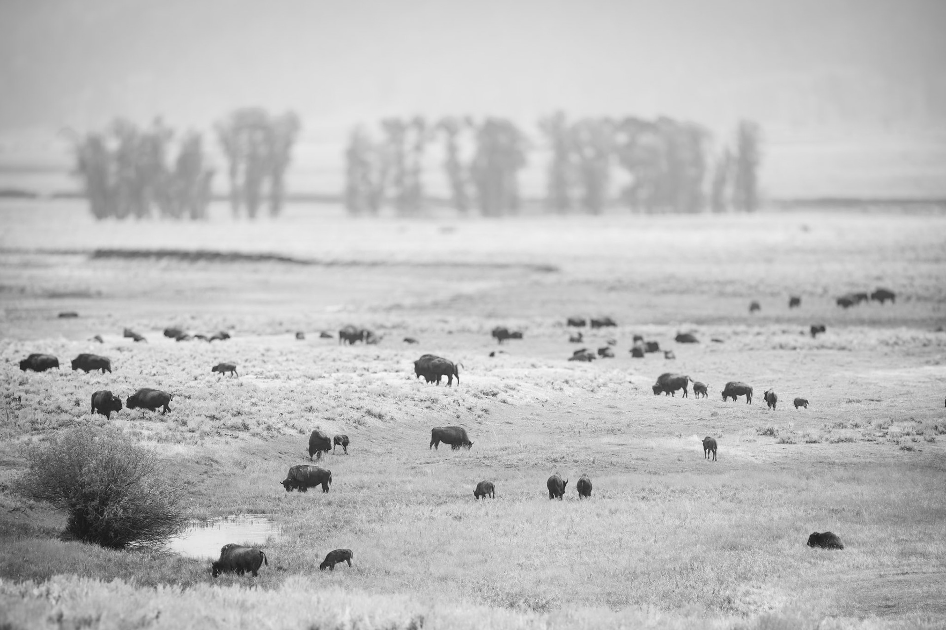 Lamar Valley