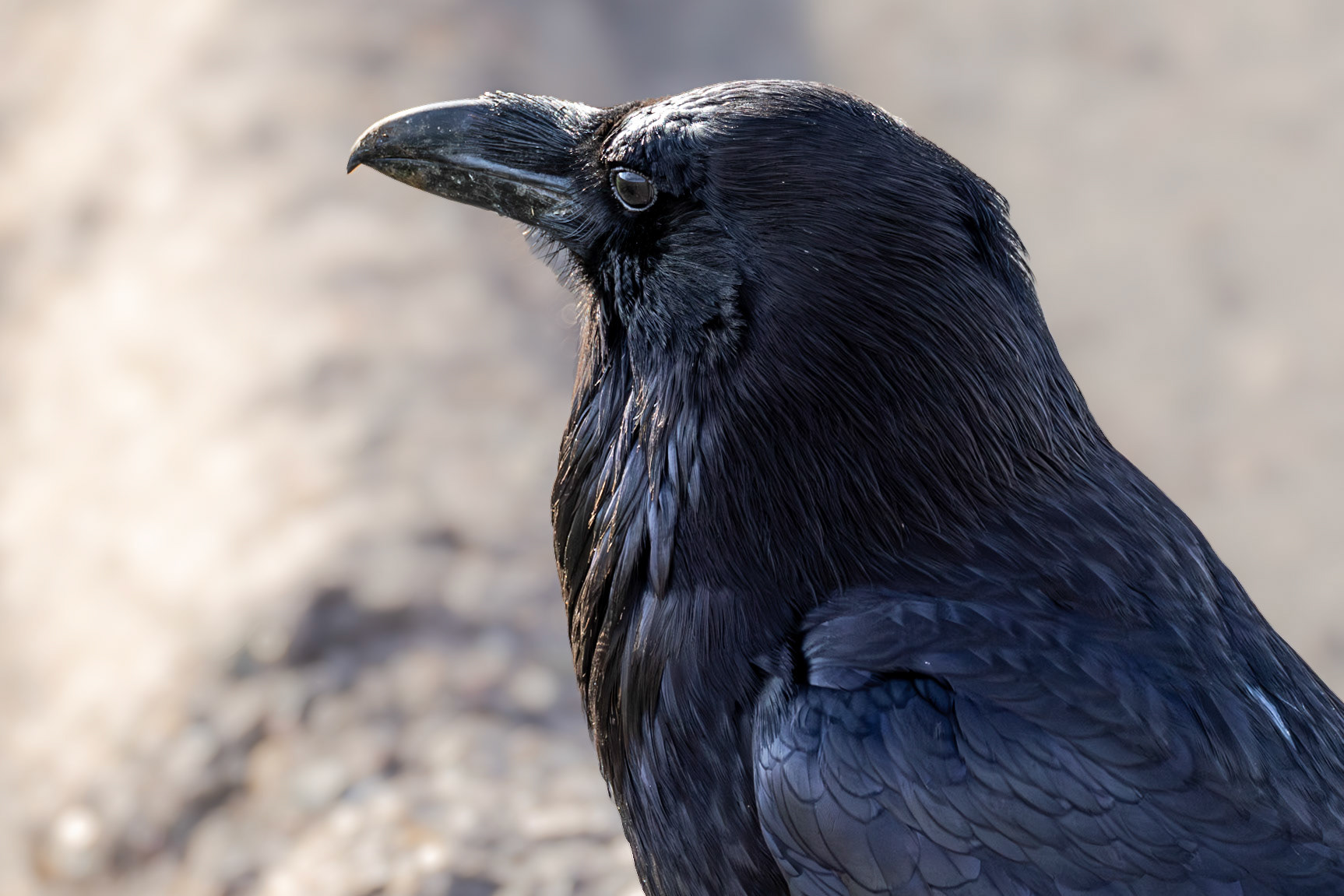 A Raven Says Hello