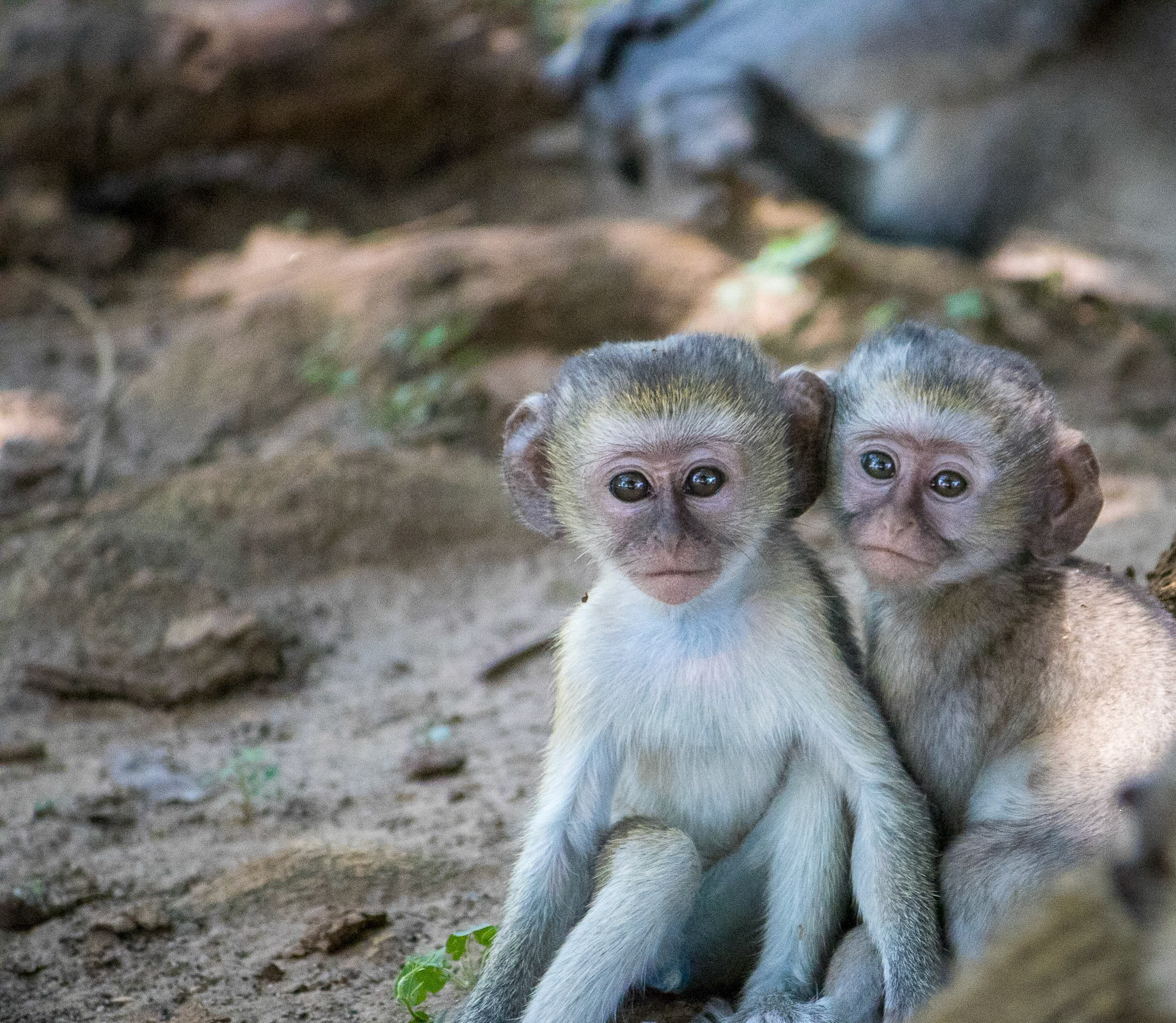 Vervet Monkey babies