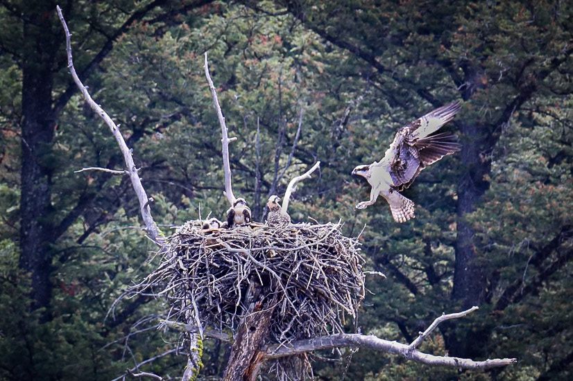 Incoming osprey to the nest with the female and 3 chicks