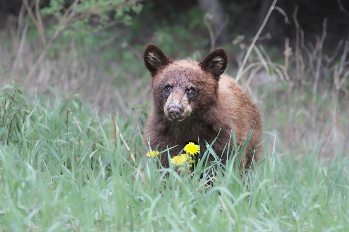 Cinnamon Cub and Dandelions