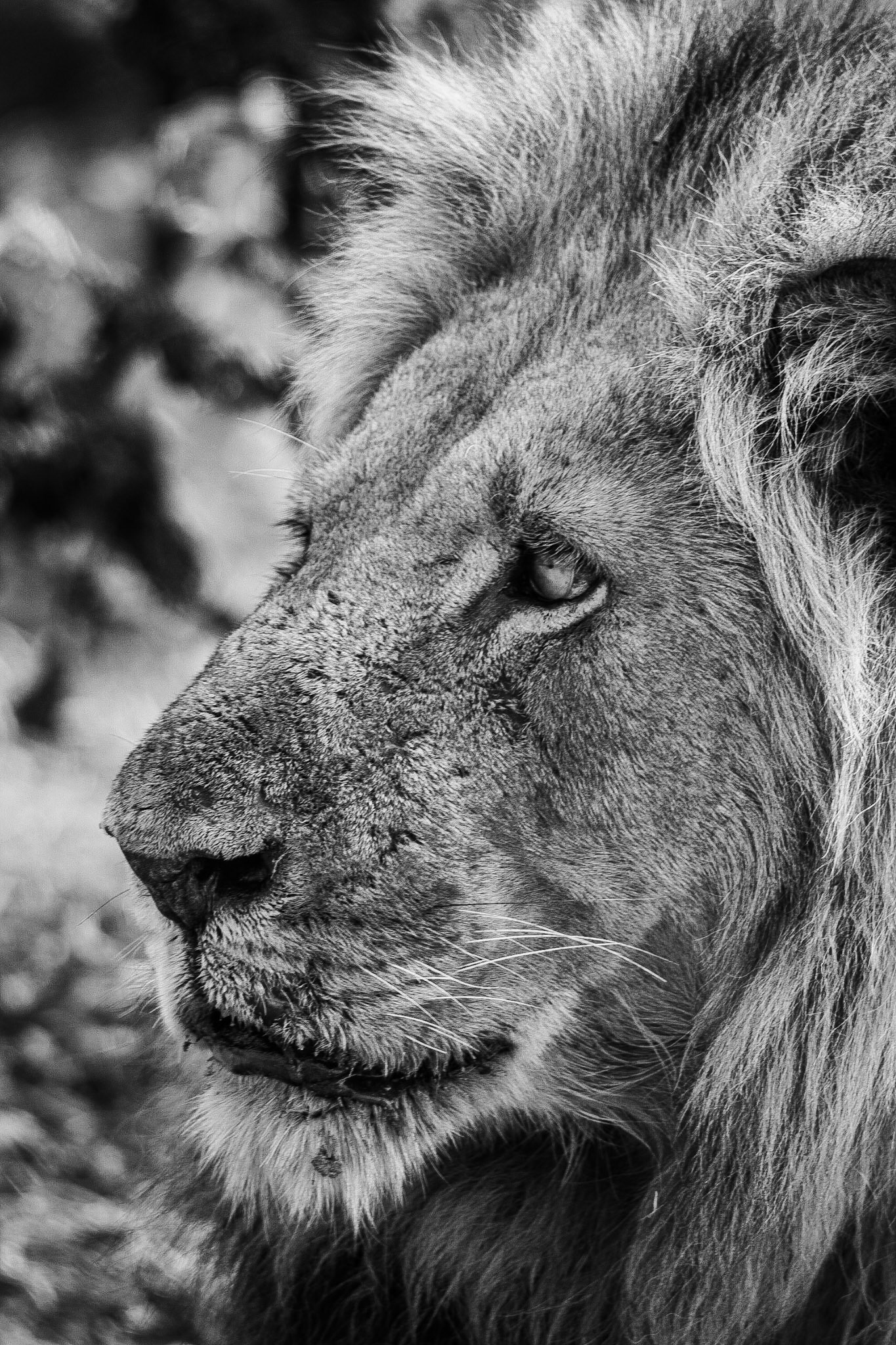 Close to the King