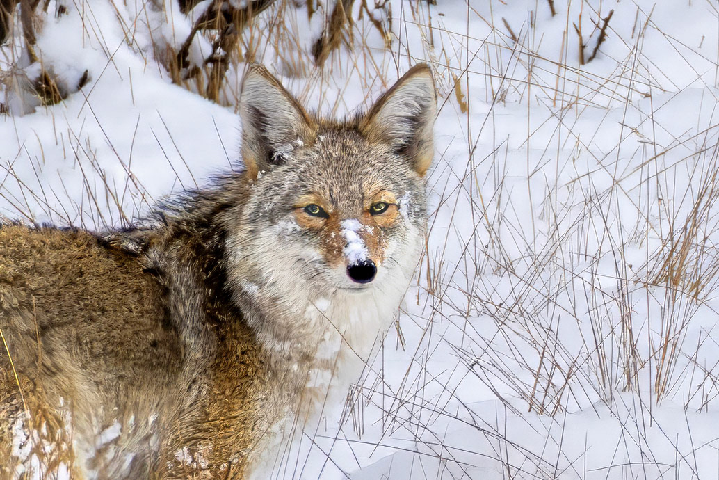 Hunt Interrupted