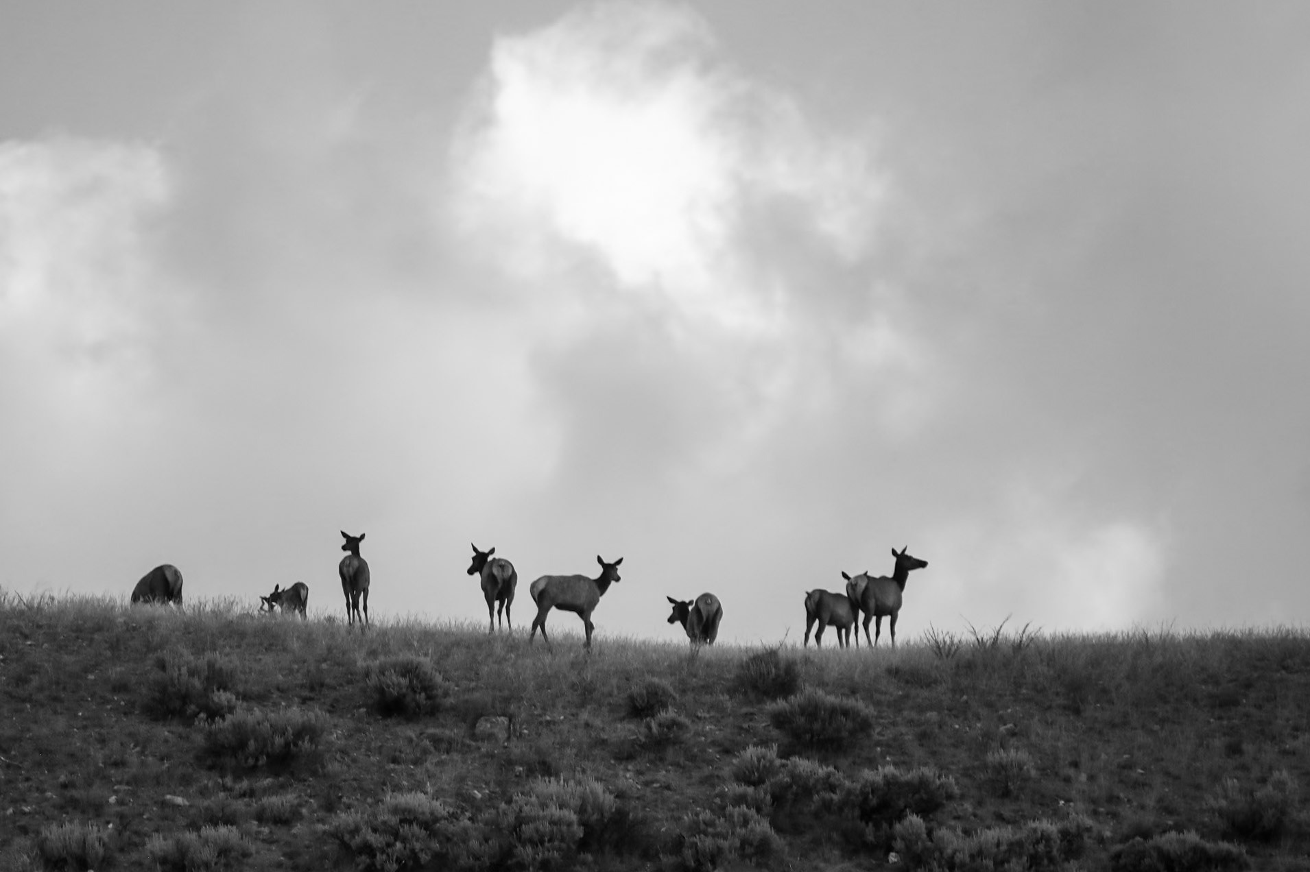 Early morning elk