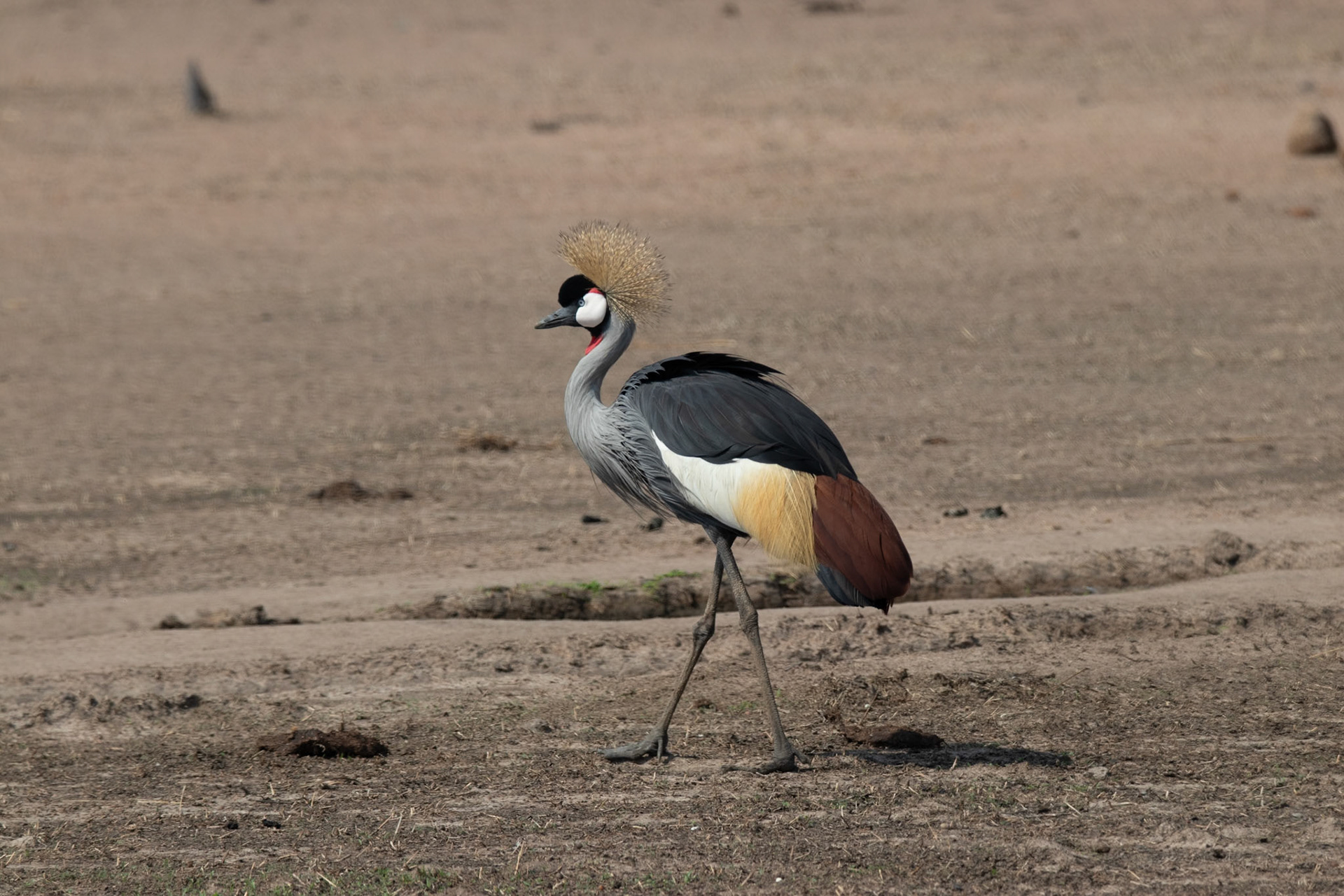 Crowned Crane