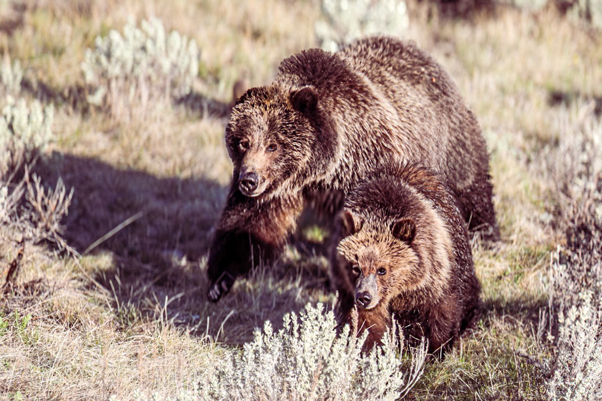 Grizzly sow and cub