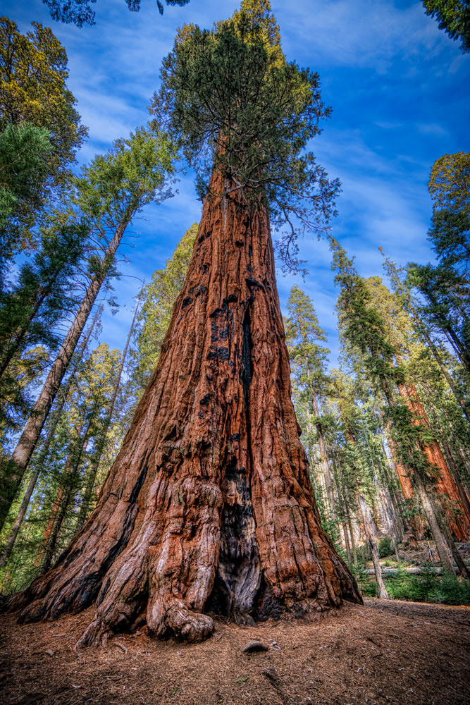#1250 Towering Redwood in Sequoia National Park