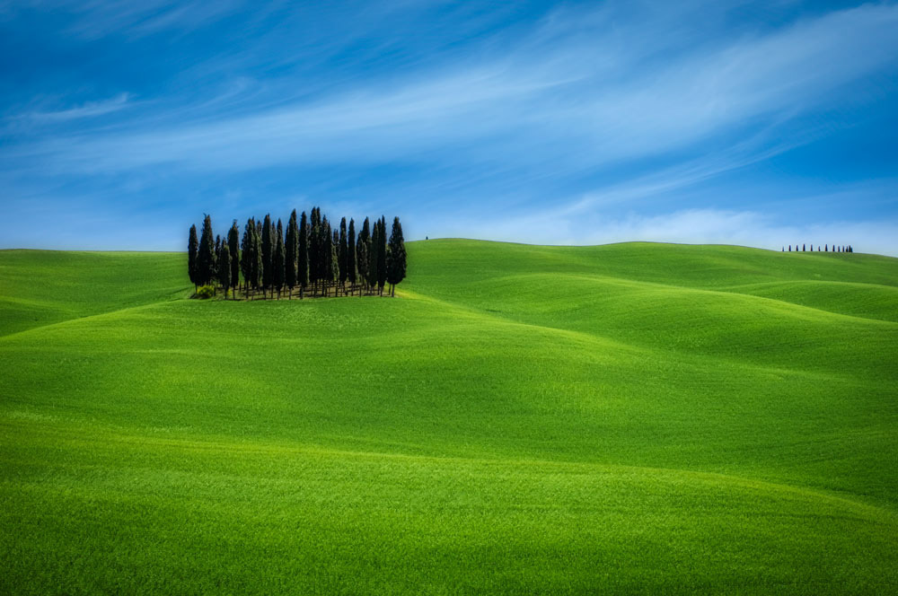 #2307 Stand of Cypress Trees and Rolling Hills in Val d'Orcia in the Tuscany Region