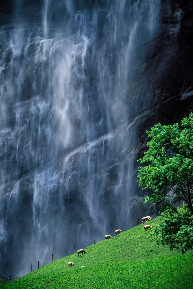 #4008 Sheep Grazing at the Foot of Staubbach Falls in the Village of Lauterbrunnen