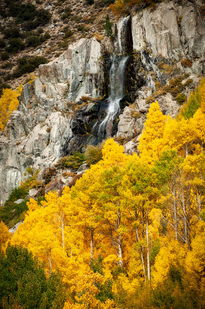 #1138 Aspen Trees, and Waterfall, in Autumn in Bishop Creek Canyon in the Eastern Sierras