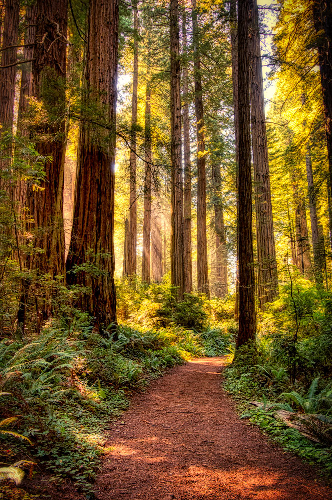 #1242 Path Through Redwood National Park, Home to the World's Tallest Trees and Nearly Half of the World's Old Growth Redwoods