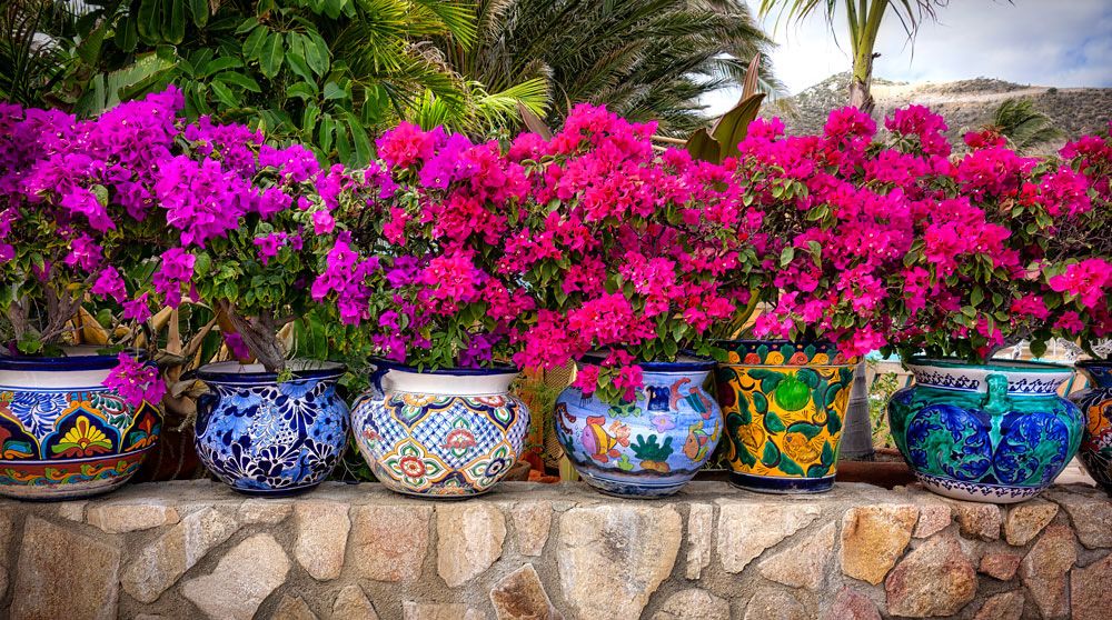 #4065 Row of Painted Ceramic Pots and Flowers in Cabo San Lucas