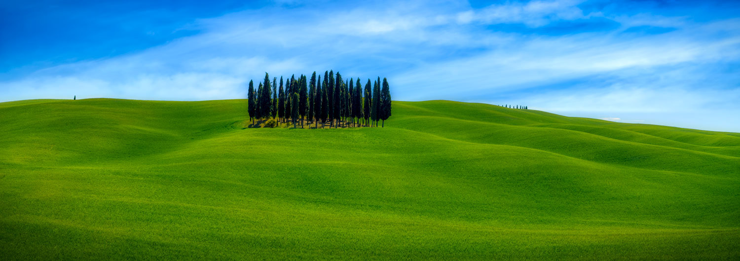 #2316 Stand of Cypress Trees and Rolling Hills in Val d'Orcia in the Tuscany Region