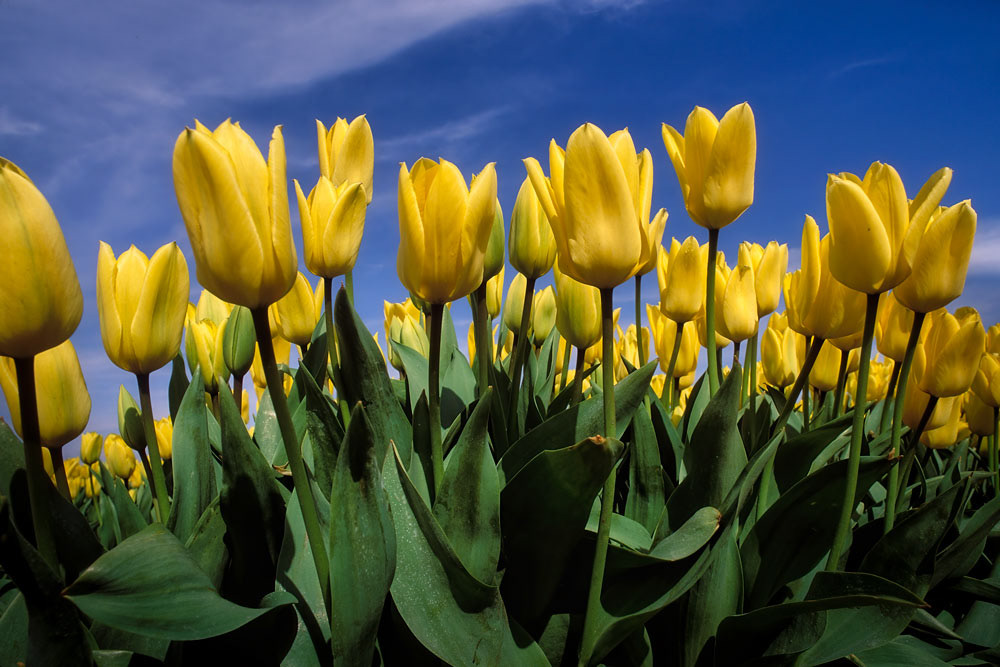 #2441 Yellow Tulips in Holland