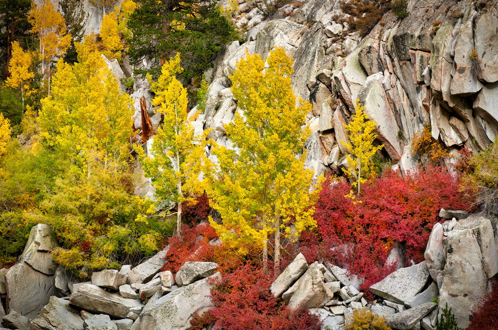 #1141 Autumn Scene, with Aspen Trees, in Bishop Creek Canyon in the Eastern Sierras