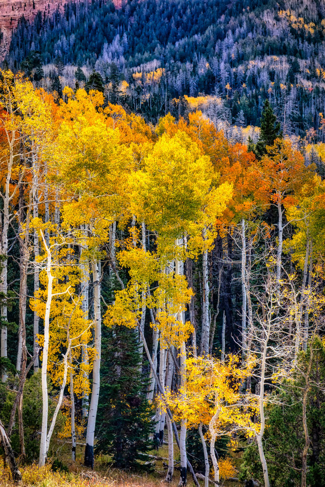 #1536 Aspen Trees in Autumn in the Utah Mountains