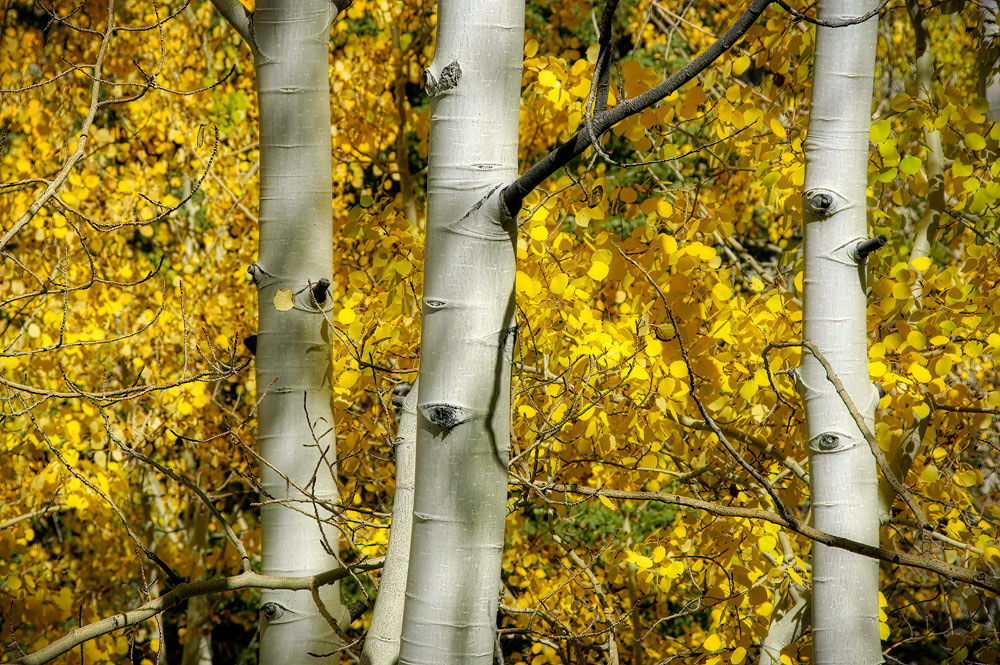 #4320 Aspen Trees in Autumn in the Mt. Charleston area near Las Vegas