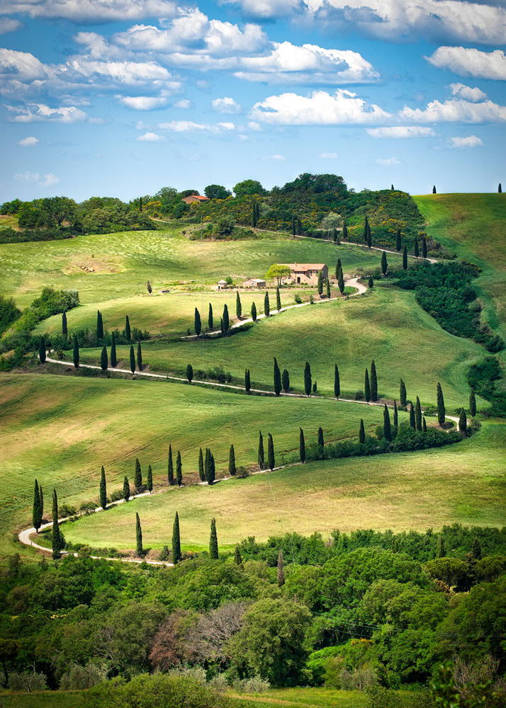 #2304 La Foce Road Lined with Cypress Trees in Val d'Orcia in the Tuscany Region