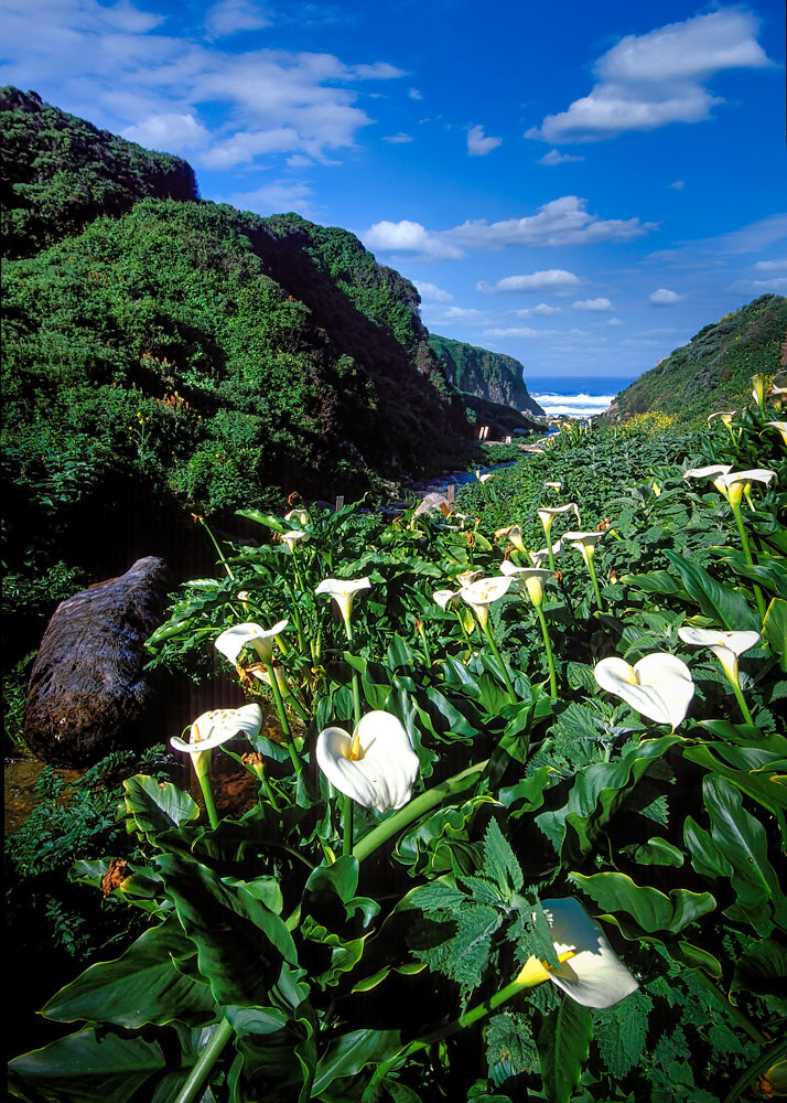 #1016 Calla Lilies Near Beach in Big Sur