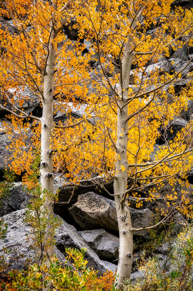 #1137 Two Aspen Trees in Bishop Creek Canyon in the Eastern Sierras