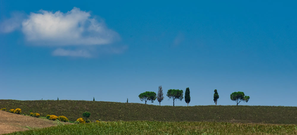 #2309 Landscape in the Tuscany Region