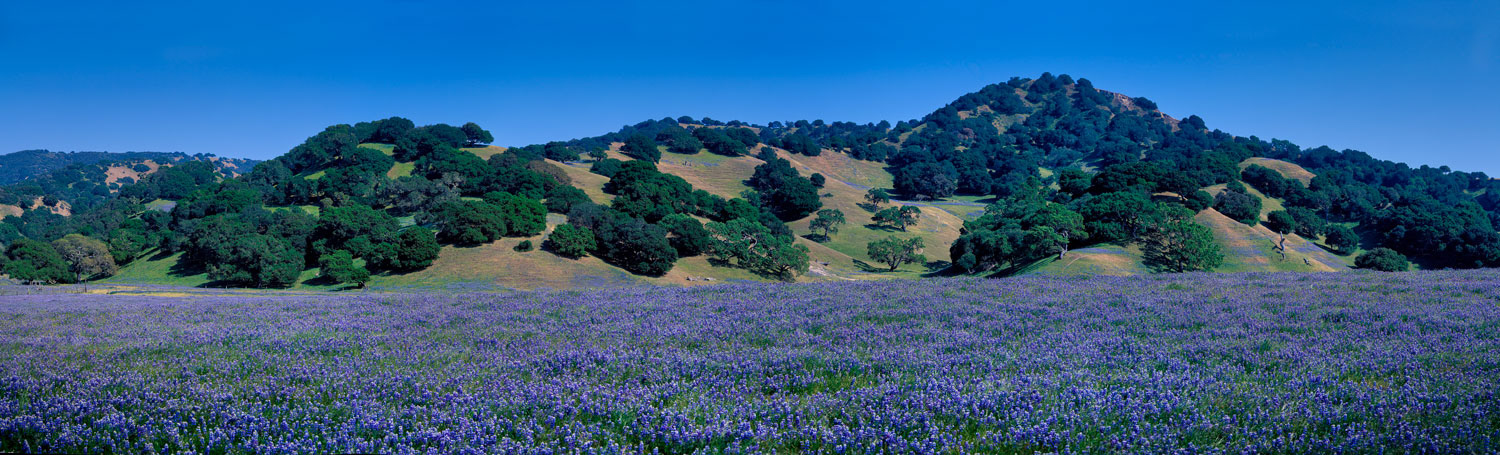 #1114 Field of Lupine and Oak Trees in Monterey County