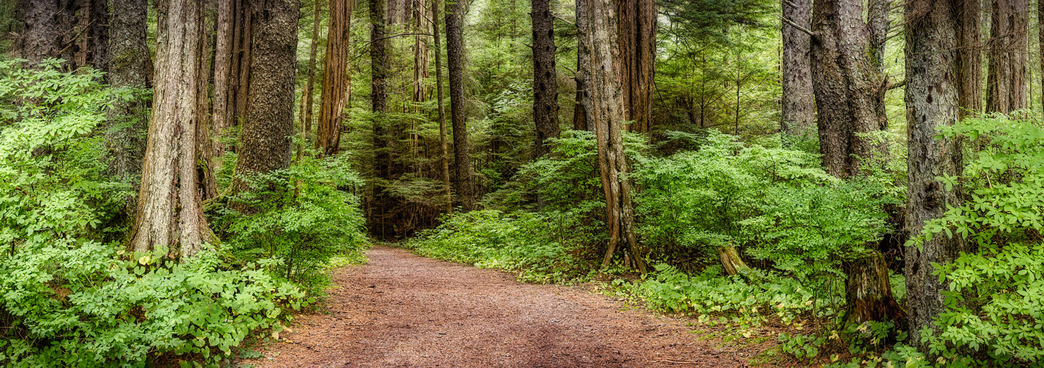 #4462 Forest in the Sitka National Park, Alaska