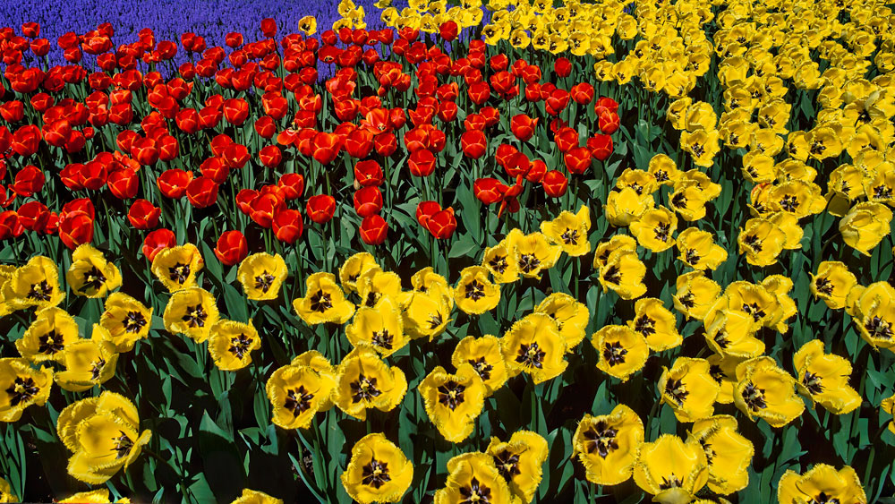 #2436 Flowers at Keukenhof Gardens