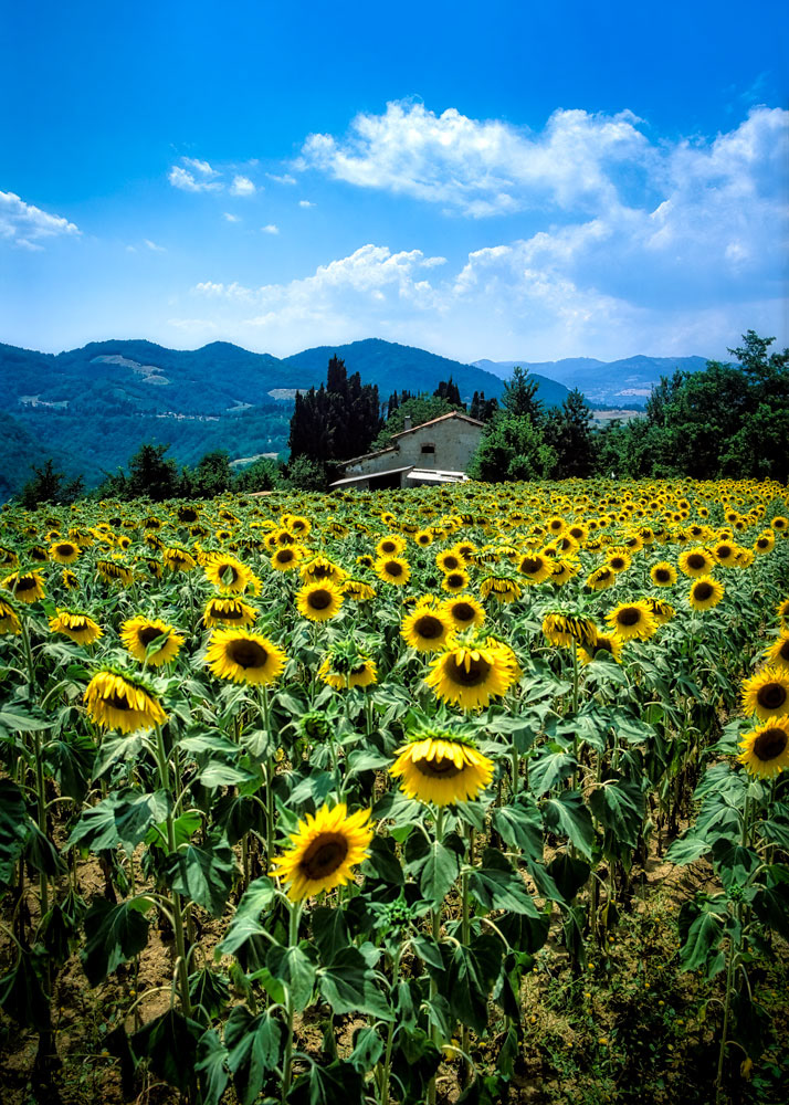 #2118 Sunflower field in the Tuscany Region