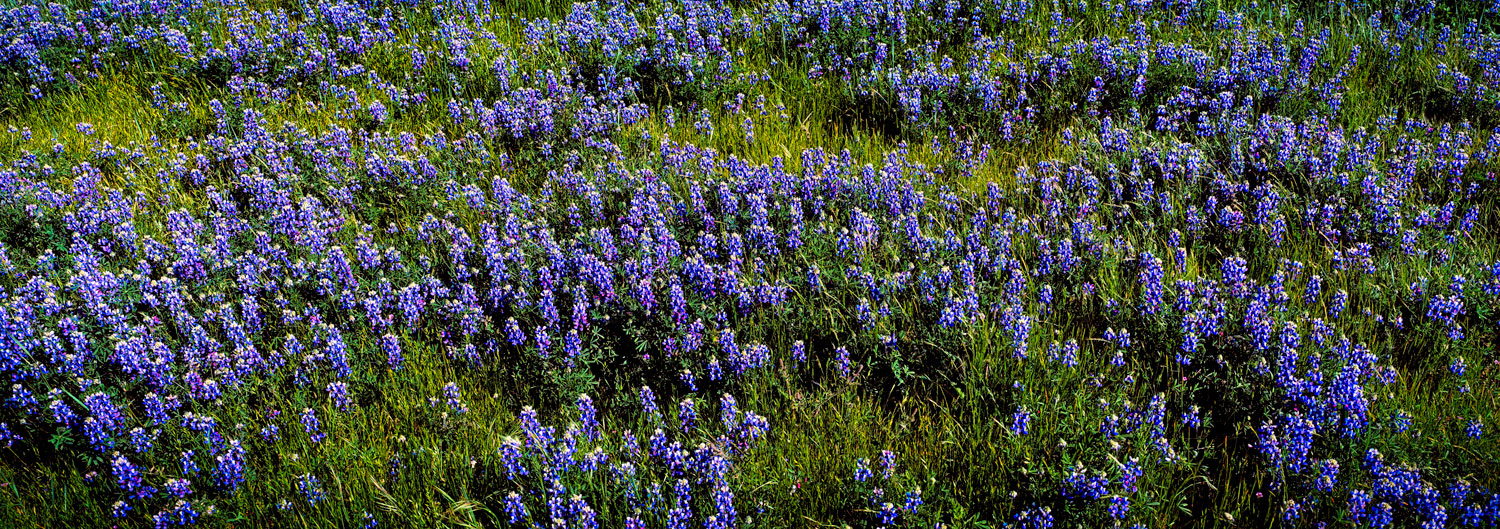 #1117 Field of Lupine in Monterey County, California 