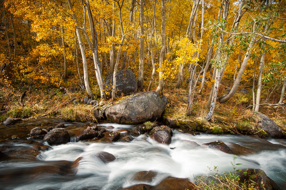 #1134 Aspen Trees, and Creek, in Autumn in Bishop Creek Canyon in the Eastern Sierras