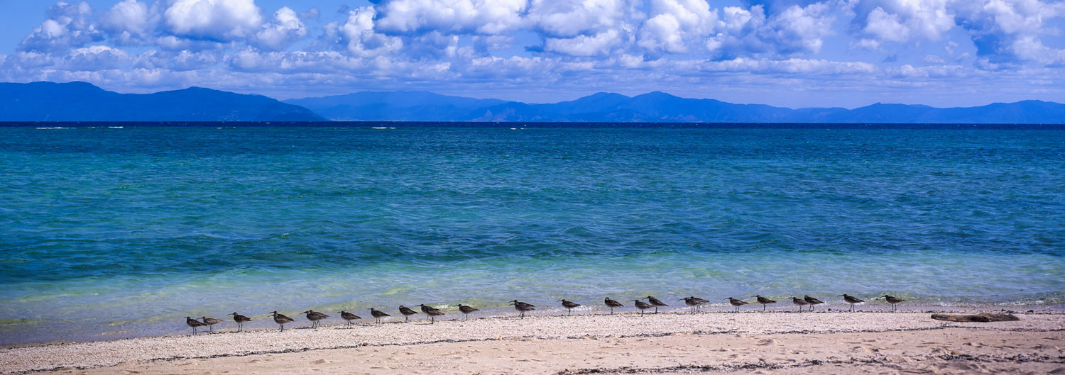 #2718 Sandpipers on the Beach of Green Island on the Great Barrier Reef