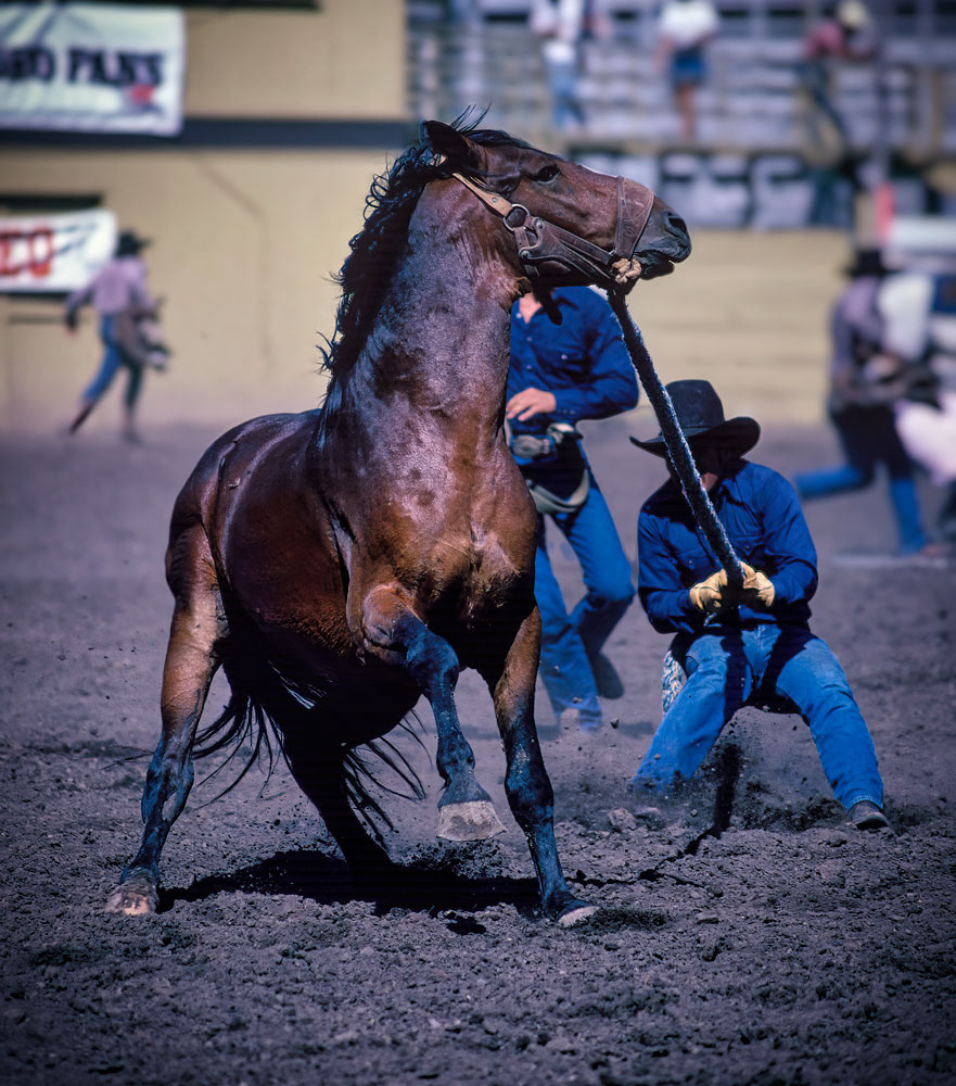 #4391 Controlling a Wild Horse