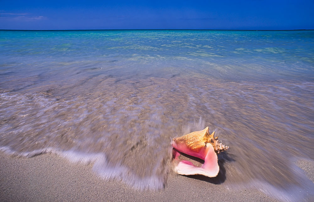#4084 Conch Shell on Tropical Beach