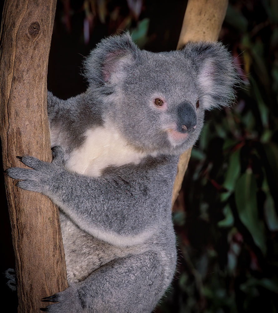 #2708 Koala at the Lone Pine Koala Sanctuary near the city of Brisbane