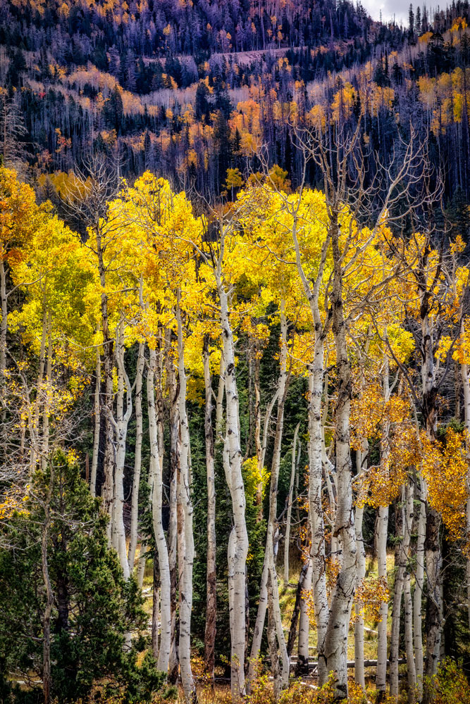 #1535 Aspen Trees in Autumn in the Utah Mountains 