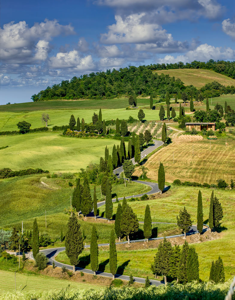 #2313 Winding Road Lined with Cypress Trees at Val d'Orcia in the Tuscany Region