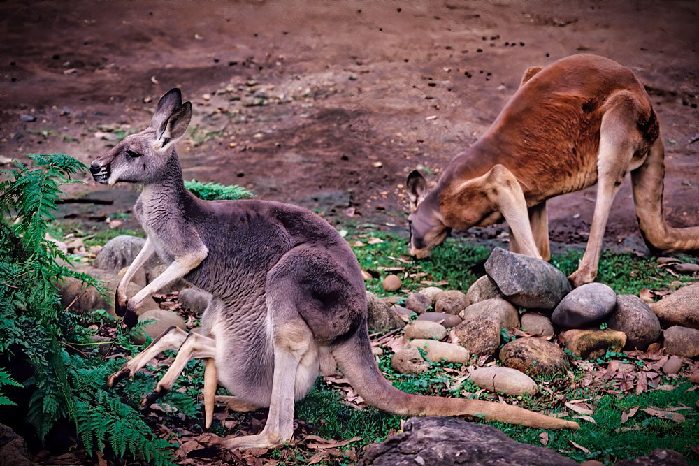 #2706 Kangaroos, one with a Joey in Her Pouch