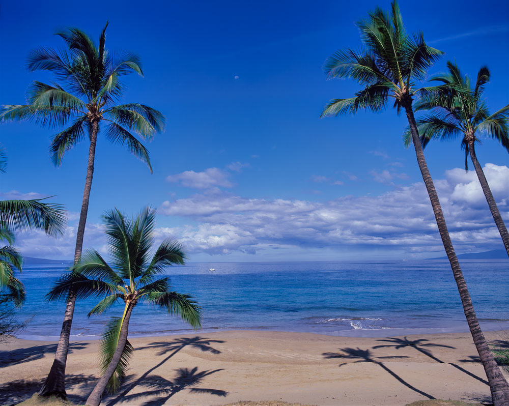 #2667 Palm Trees on the Beach on the Island of Maui, Hawaii