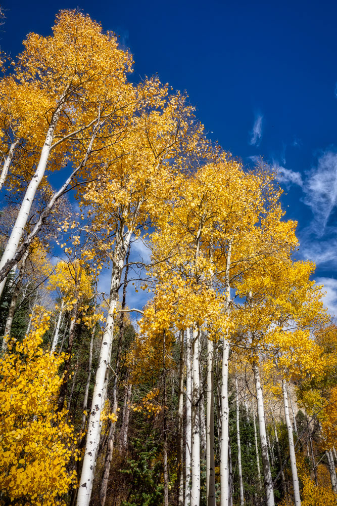 #1532 Aspen Trees in Autumn