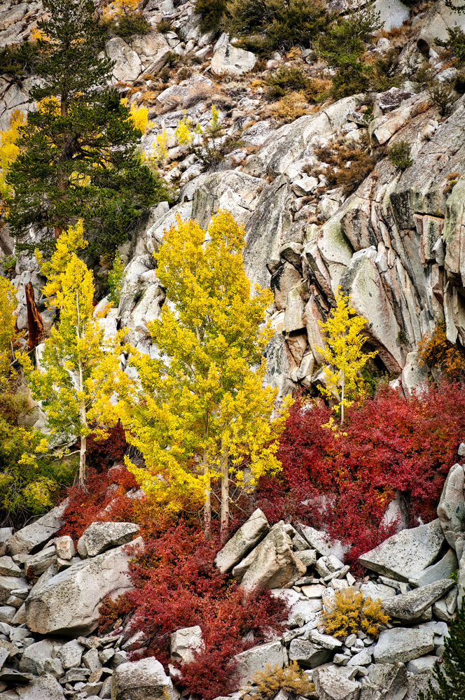 #1142 Autumn Scene, with Aspen Trees, in Bishop Creek Canyon, in the Eastern Sierras