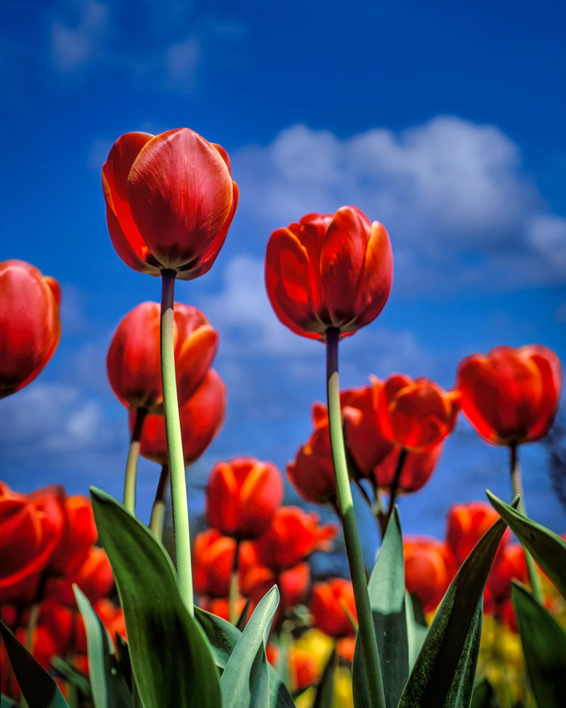 #2438 Red Tulips in Holland