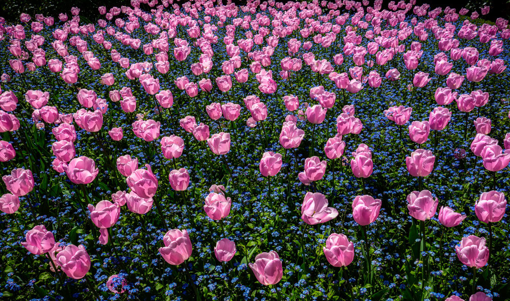 #5418 Tulips in Keukenhof Gardens in Holland