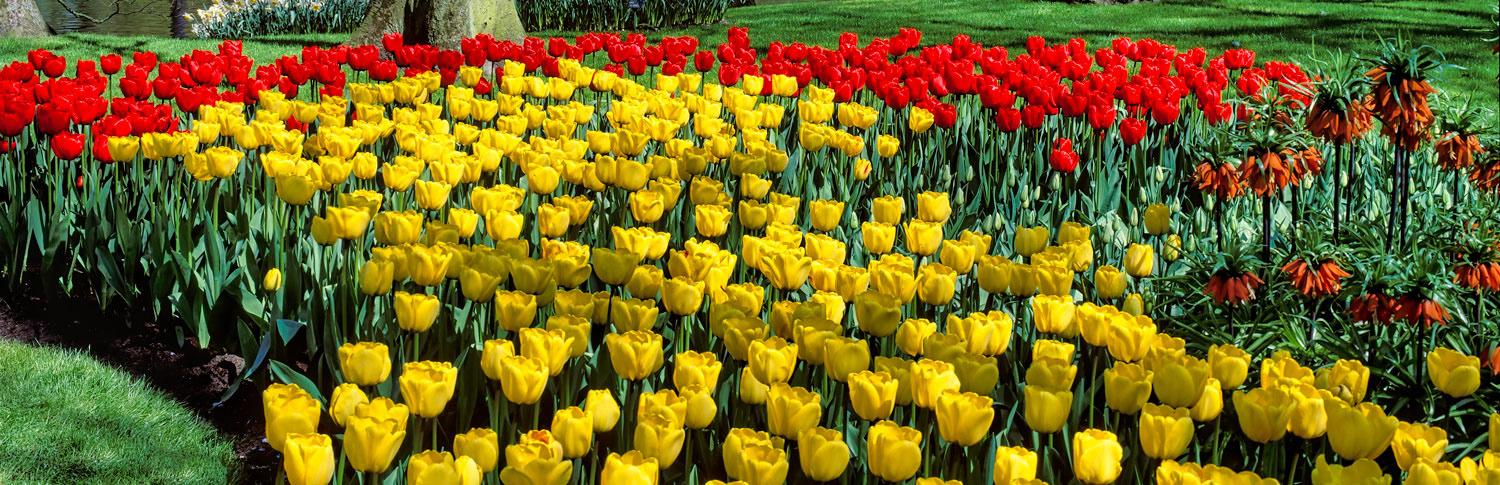 #2454 Flower Display at Keukenhof Gardens in Holland