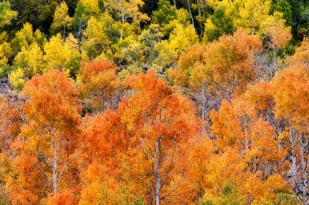 #1143 Autumn Colors in Bishop Creek Canyon in the Eastern Sierras