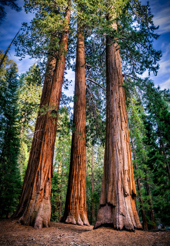 #1253 Towering Redwoods in Sequoia National Park