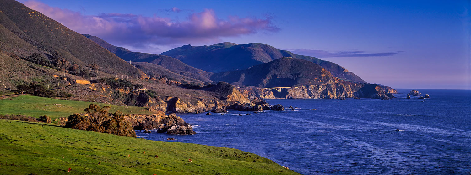 #1038 Panorama of Cattle Grazing on the Big Sur Coast with the Rocky Creek Bridge in the Distance