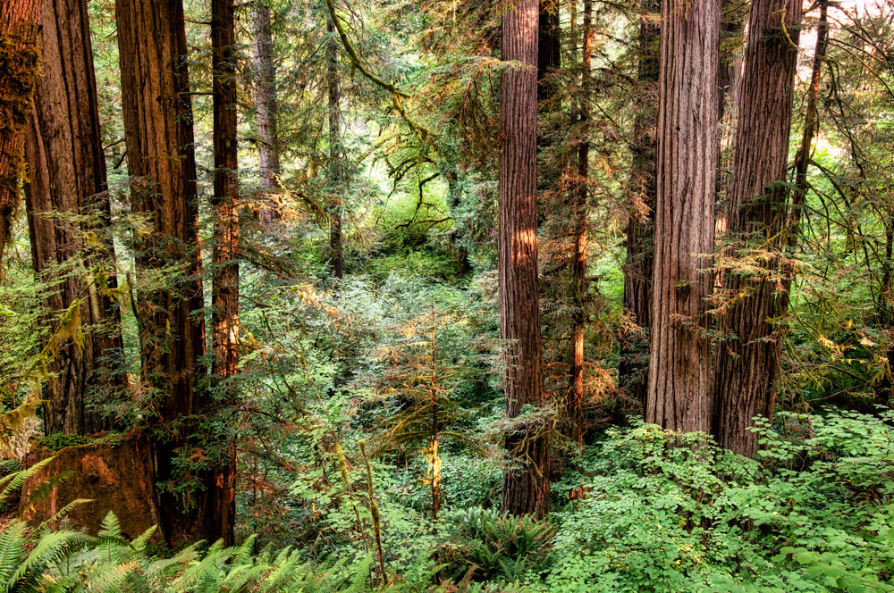 #1240 Redwood Trees in Redwood National Park, Home to the World's Tallest Trees and Nearly Half of the World's Old Growth Redwoods