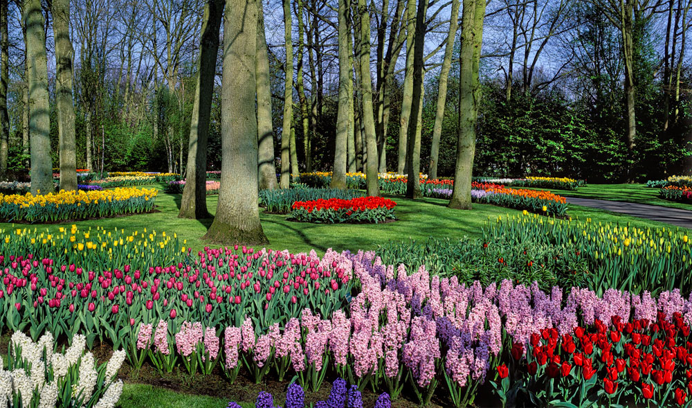 #2430 Flower Displays at Keukenhof Gardens