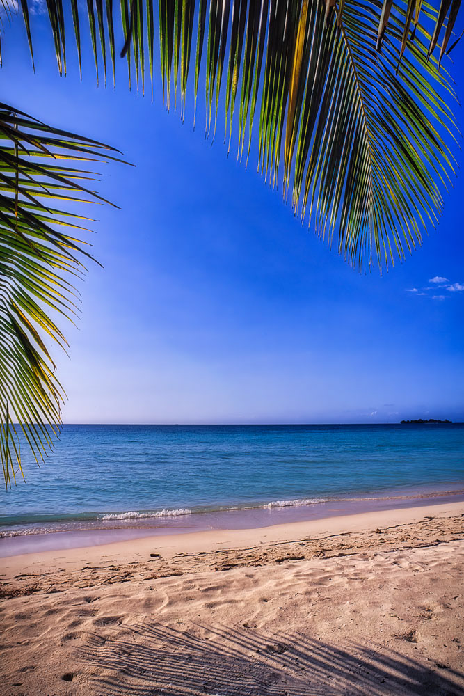 #4097 Palm Tree and Tropical Beach